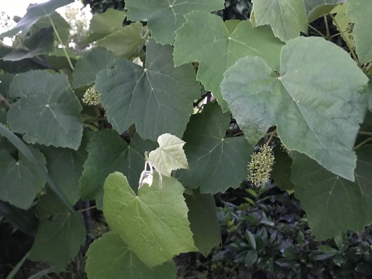 Ferienhaus Riesling Haßloch 外观 照片